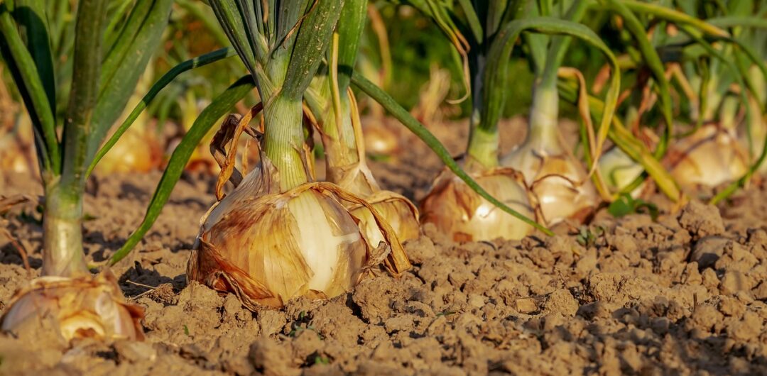 Unusual New Year's Traditions - crete greece rare onion