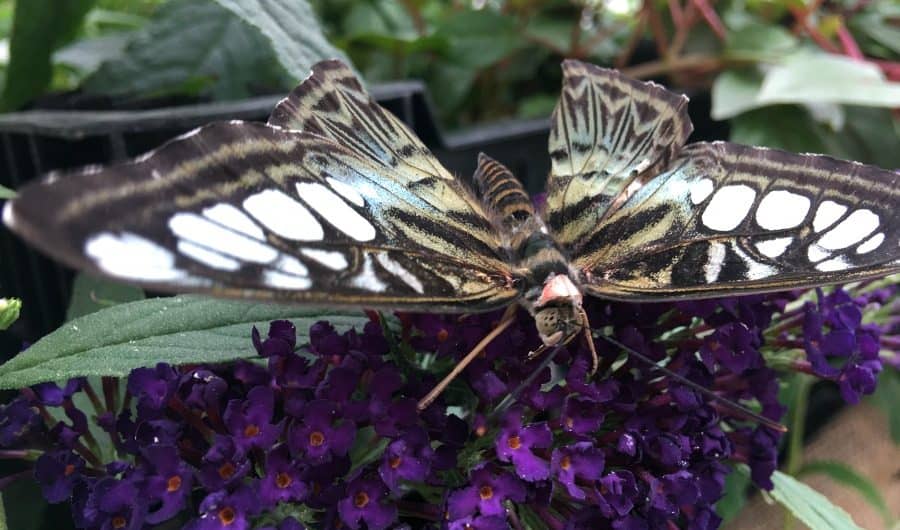 The Foellinger-Freimann Botanical Conservatory Butterfly Exhibit