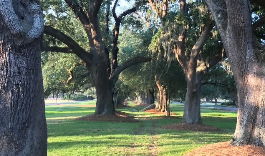 Romantic things to do in St. Simons Island for couples: Avenue of the Oaks