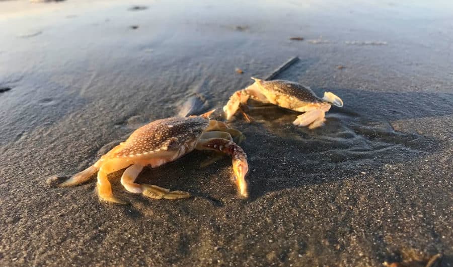 Books on Georgia - Romantic things to do in St. Simons Island for couples: beachcombing