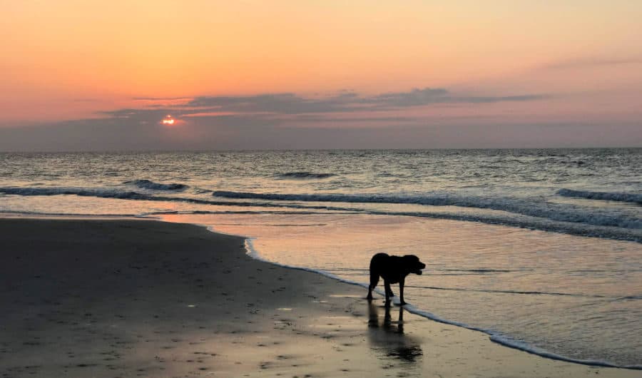 Romantic things to do in St. Simons Island for couples: sunrise pet walks - Georgia books