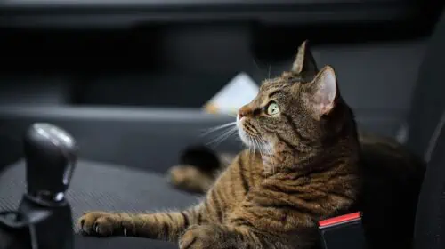 How to Keep Your Pet Safe During Emergencies - cat in car