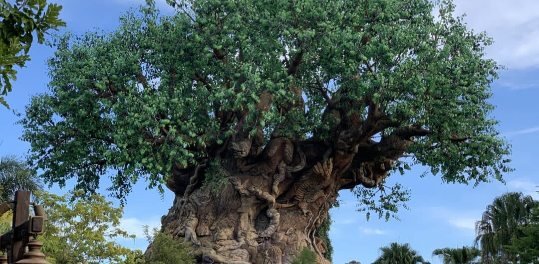 Best Day to Arrive at Disney World - animal kingdom