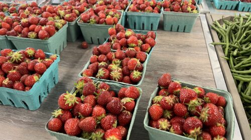 Oak Grove Farm strawberries