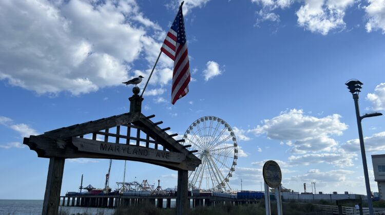 Top 10 Spots on the Atlantic City Boardwalk - seagull