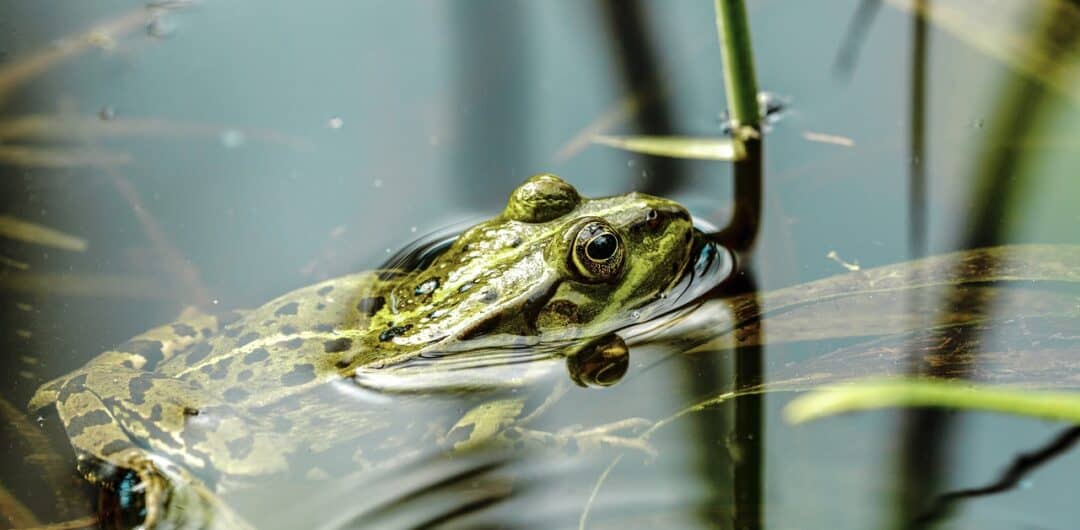 central florida free attractions - wetlands frog