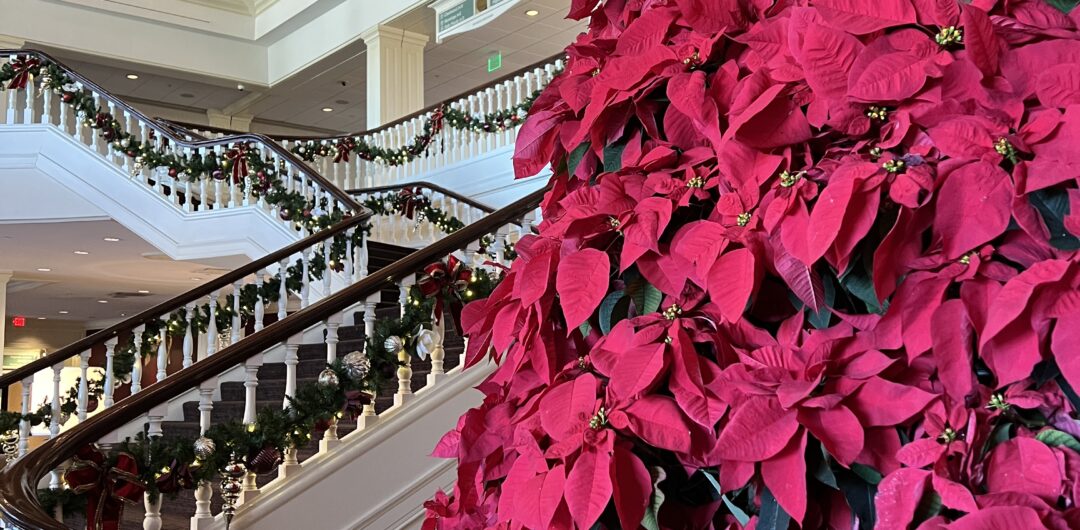 gaylord opryland at christmas - poinsettia christmas tree