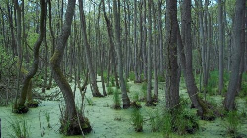 things to do in orlando swamp tour