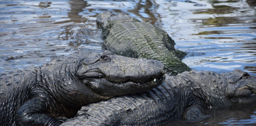 things to do in orlando that aren't theme parks - gatorland