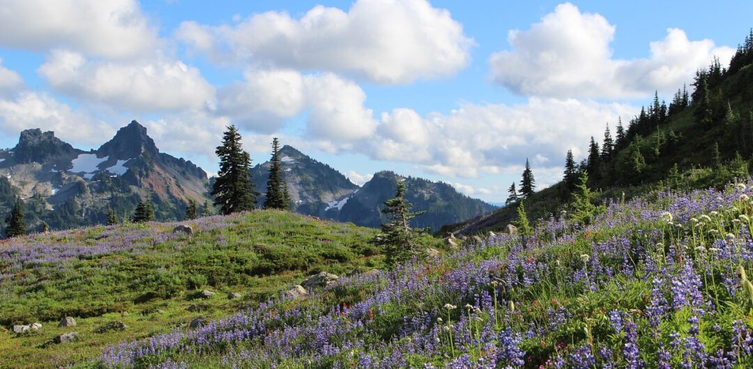 11 Best Scenic Road Trip Destinations Across the USA - mount ranier national park