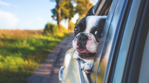 travel without limits How To Avoid Holiday On The Road Disappointment 5 Pet-Friendly Road Trip Destinations- dog in car window The Emotional Design of Car Interiors Why We Bond With Spaces How to Choose the Right RV Park For Your Next Getaway