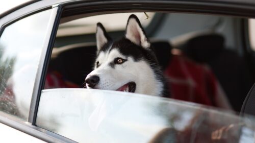 5 Pet-Friendly Road Trip Destinations- - husky in car window