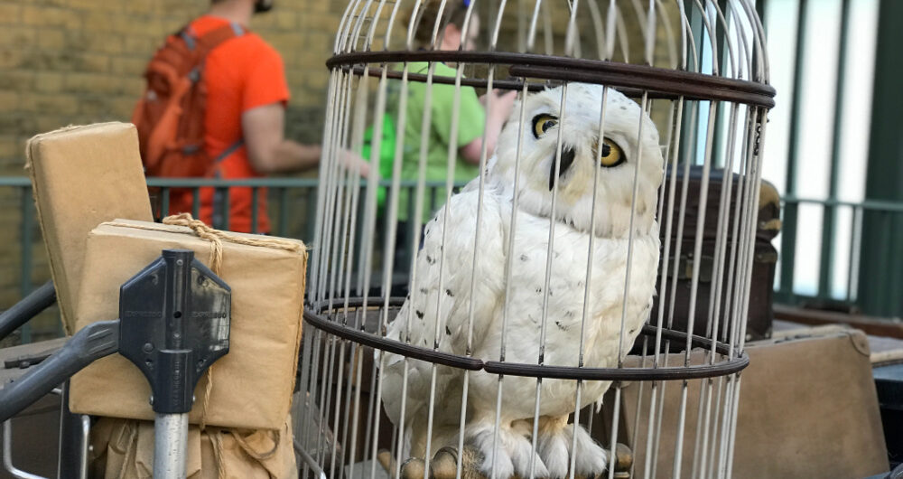 wizarding world of harry potter easter eggs - hedwig kings cross station