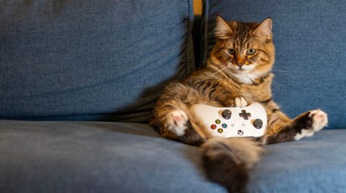 How Gaming Can Help You in the Workplace - cat with game controller How Digital Entertainment Is Reshaping the Modern Staycation Experience