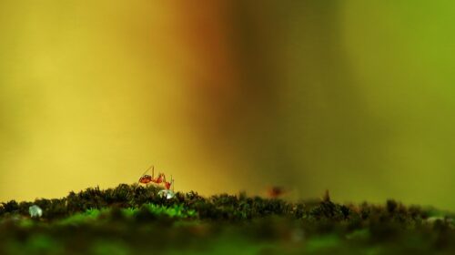 Tiny Invaders Understanding and Managing Ants in Your Home - Ant on Moss