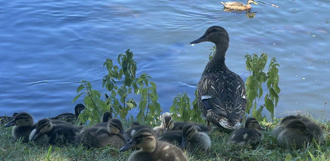 Essential Things to Do in Juniata River Valley, PA - raystown lake