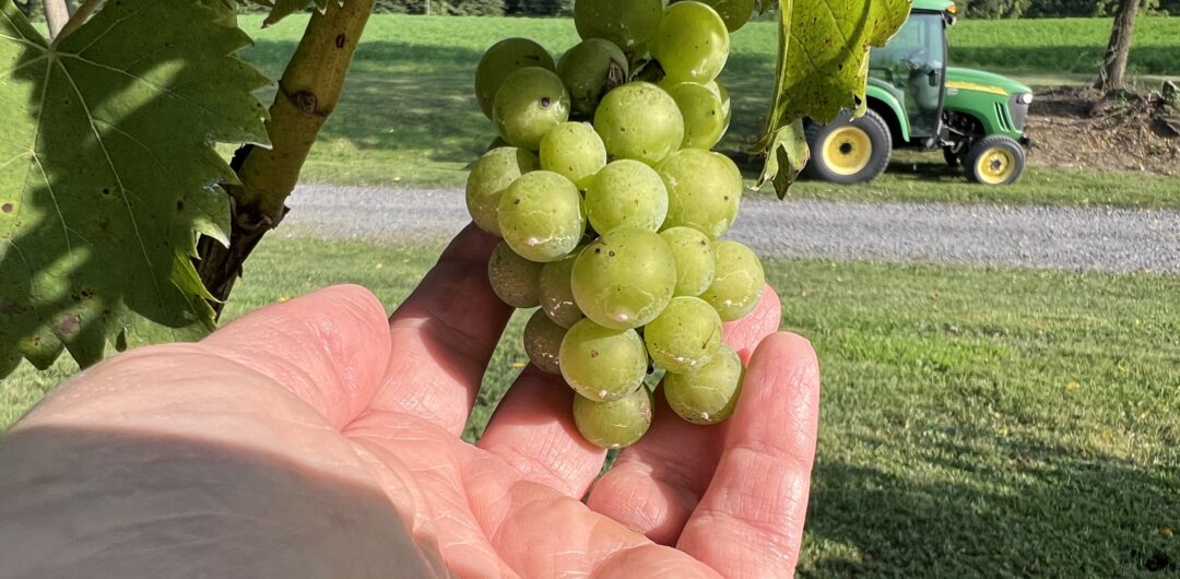 Essential Things to Do in Juniata River Valley, PA - visit the wine trail
