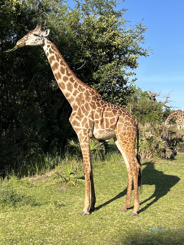 Disney Animal Kingdom - Earth Day 2026 - giraffe on Kilimanjaro Safaris