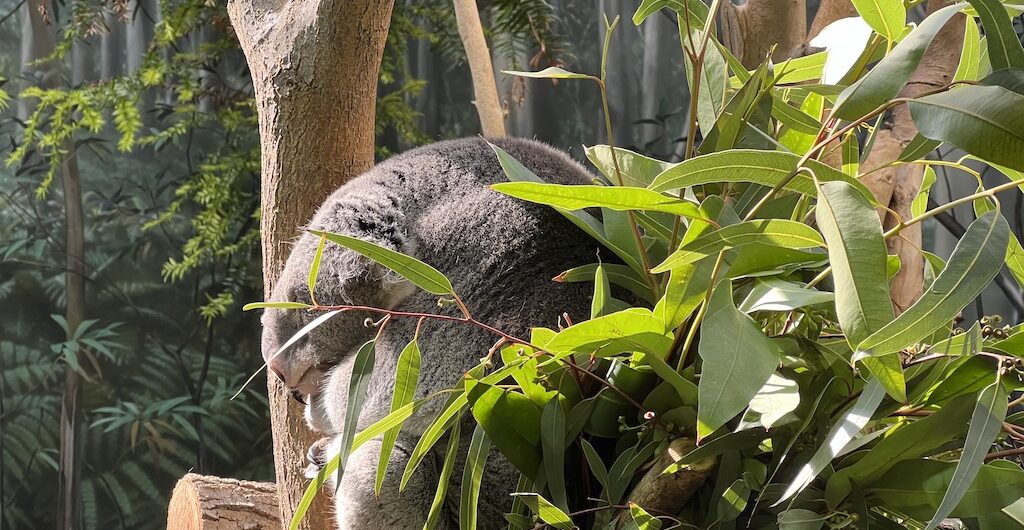 things to do in cleveland 2026 - cleveland metroparks zoo koala