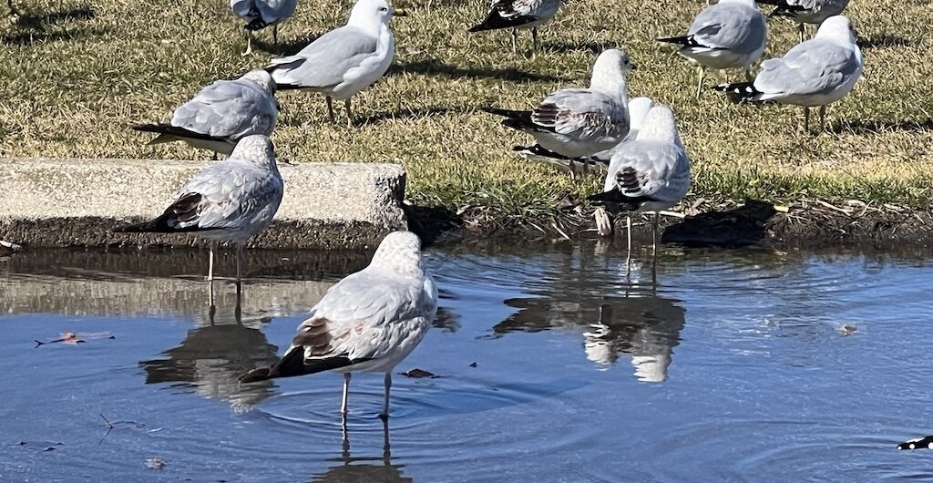 things to do in cleveland 2026 -seagulls on lake erie