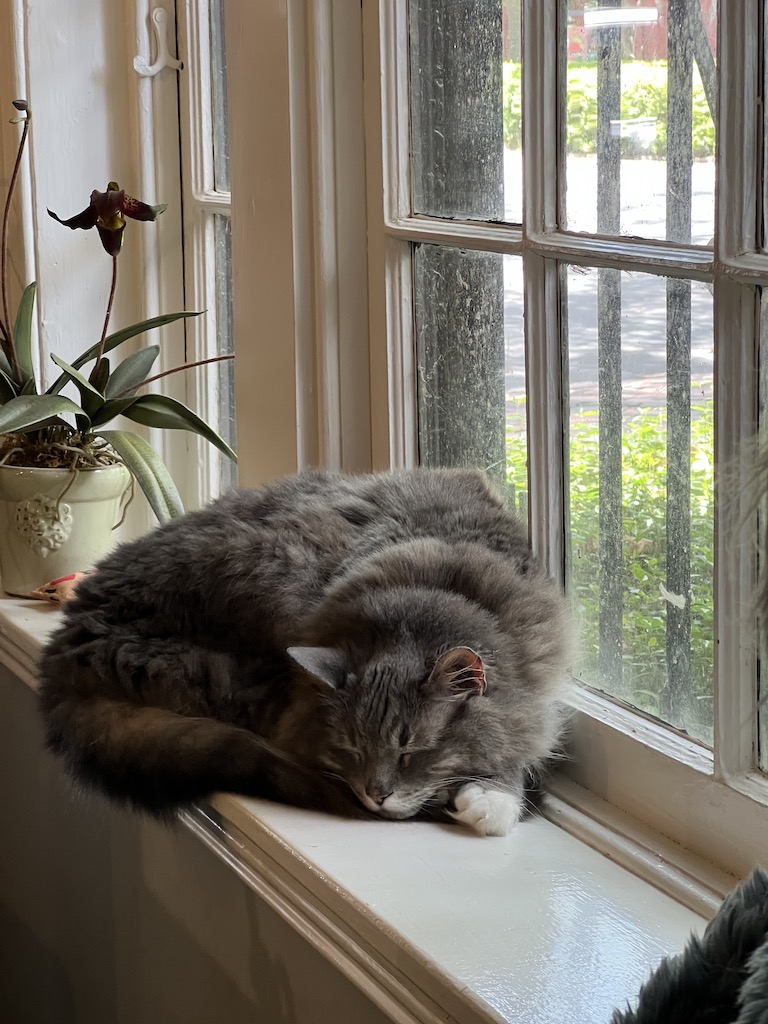 Best Bookstores in Savannah GA: Top Local Gems to Visit 5 Best Bookstores in Savannah GA Cat in window E Shaver