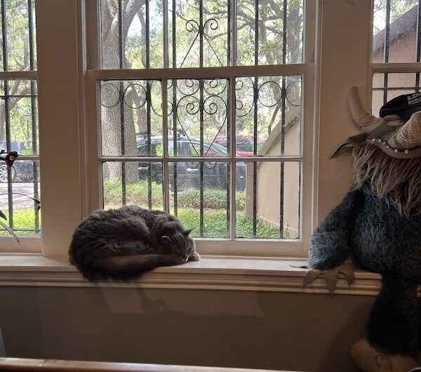 Best Bookstores in Savannah GA: Top Local Gems to Visit 1 Best Bookstores in Savannah GA E Shaver window cat