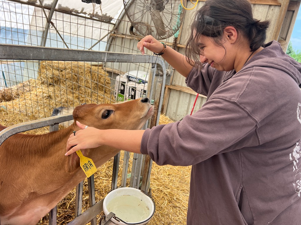 cumberland valley ice cream trail petting calves at Destiny Dairy Bar