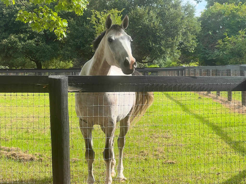 Aiken SC Thoroughbred Country -Horse Park beautiful horse tailored tours of aiken