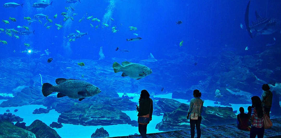 Atlanta Travel 2026: Top Places to Visit and Things to Do 3 Atlanta Travel 2026- Top Places to Visit and Things to Do - Georgia Aquarium