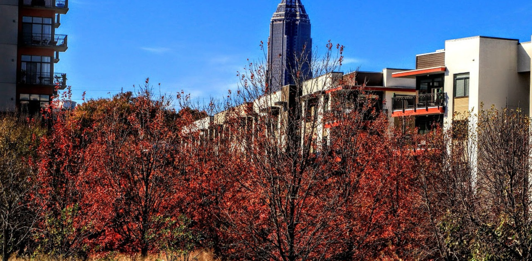 Atlanta Travel 2026: Top Places to Visit and Things to Do 7 Atlanta Travel 2026- Top Places to Visit and Things to Do - Trees in Atlanta